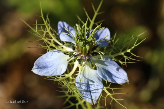 Jungfer im Grünen (Nigella damascena)